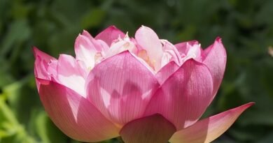Compound Effect : छोटे प्रयासों का विशाल परिणाम