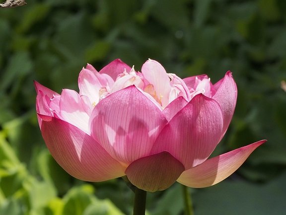 Compound Effect : छोटे प्रयासों का विशाल परिणाम